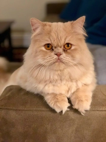 Emad's furry kid "Kitty"